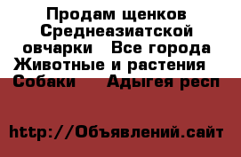 Продам щенков Среднеазиатской овчарки - Все города Животные и растения » Собаки   . Адыгея респ.